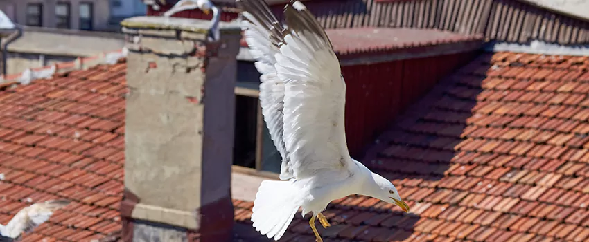 Residential Chimney Animal Removal Solution in Champlin, MN