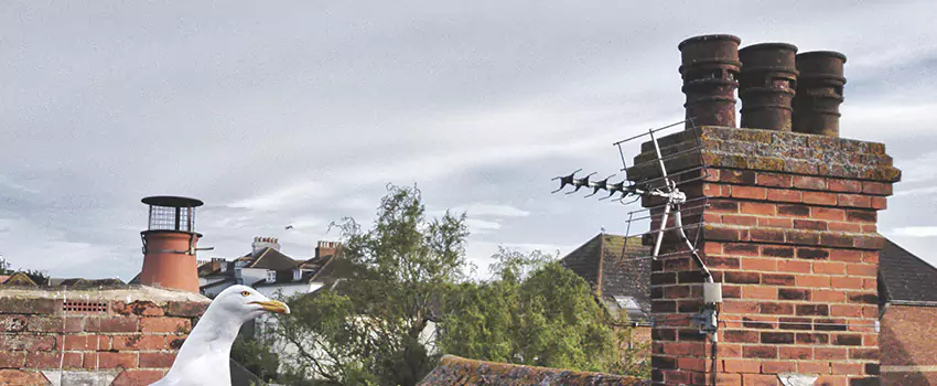 Chimney Cleaning And Restoration in Champlin, Minnesota